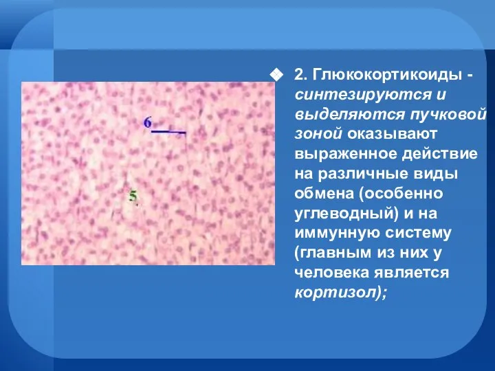 2. Глюкокортикоиды - синтезируются и выделяются пучковой зоной оказывают выраженное действие