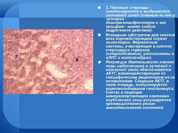 3. Половые стероиды - синтезируются и выделяются сетчатой зоной (главные из