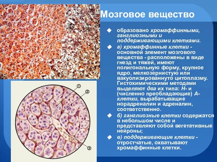 Мозговое вещество образовано хромаффинными, ганглиозными и поддерживающими клетками. а) хромаффинные клетки