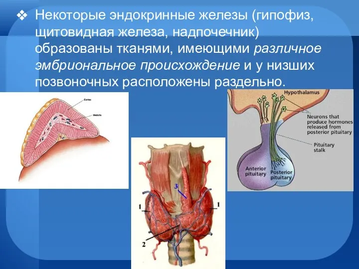 Некоторые эндокринные железы (гипофиз, щитовидная железа, надпочечник) образованы тканями, имеющими различное