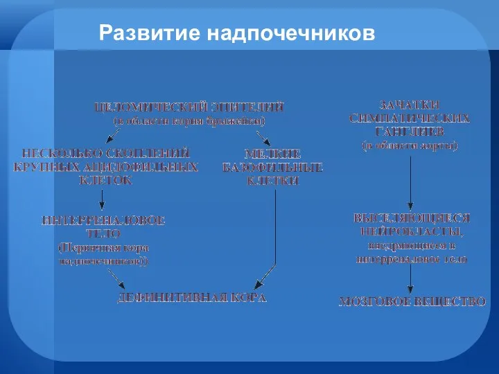 Развитие надпочечников