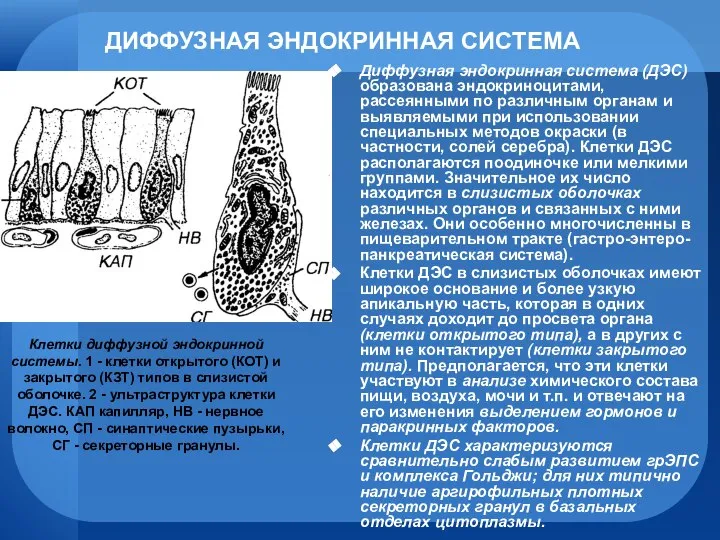 ДИФФУЗНАЯ ЭНДОКРИННАЯ СИСТЕМА Диффузная эндокринная система (ДЭС) образована эндокриноцитами, рассеянными по