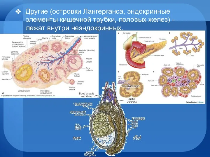 Другие (островки Лангерганса, эндокринные элементы кишечной трубки, половых желез) - лежат внутри неэндокринных.