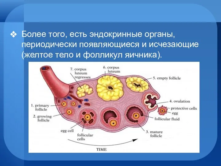 Более того, есть эндокринные органы, периодически появляющиеся и исчезающие (желтое тело и фолликул яичника).