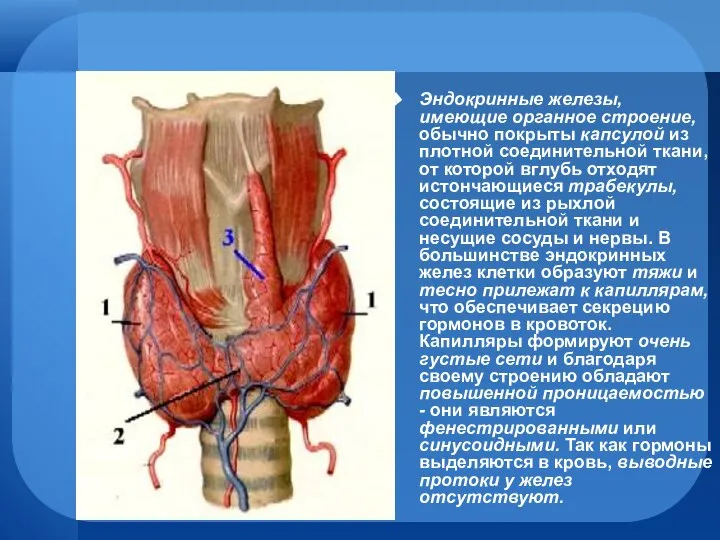 Эндокринные железы, имеющие органное строение, обычно покрыты капсулой из плотной соединительной