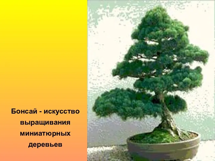 Бонсай - искусство выращивания миниатюрных деревьев