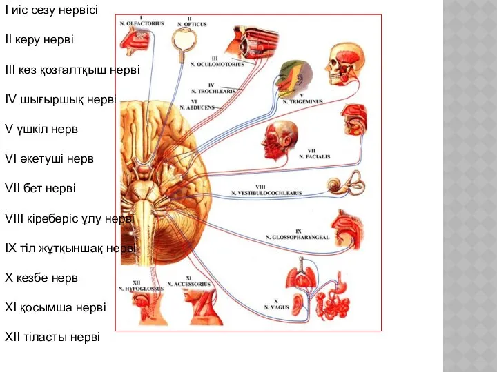 I иіс сезу нервісі II көру нерві III көз қозғалтқыш нерві