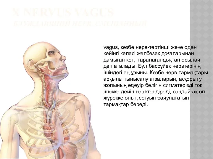 X NERVUS VAGUS БЛУЖДАЮЩИЙ НЕРВ, СМЕШАННЫЙ vagus, кезбе нерв-төртінші және одан