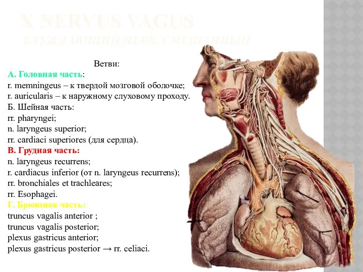 X NERVUS VAGUS БЛУЖДАЮЩИЙ НЕРВ, СМЕШАННЫЙ Ветви: А. Головная часть: r.