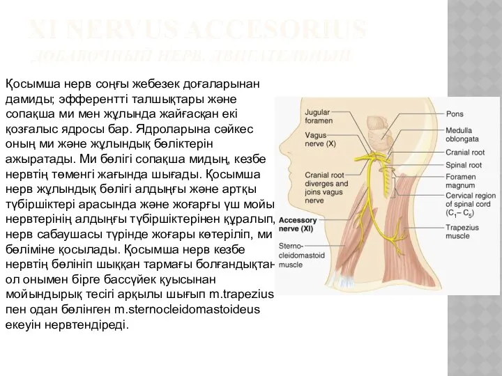 XI NERVUS ACCESORIUS ДОБАВОЧНЫЙ НЕРВ, ДВИГАТЕЛЬНЫЙ Қосымша нерв соңғы жебезек доғаларынан