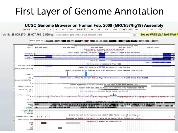 First Layer of Genome Annotation