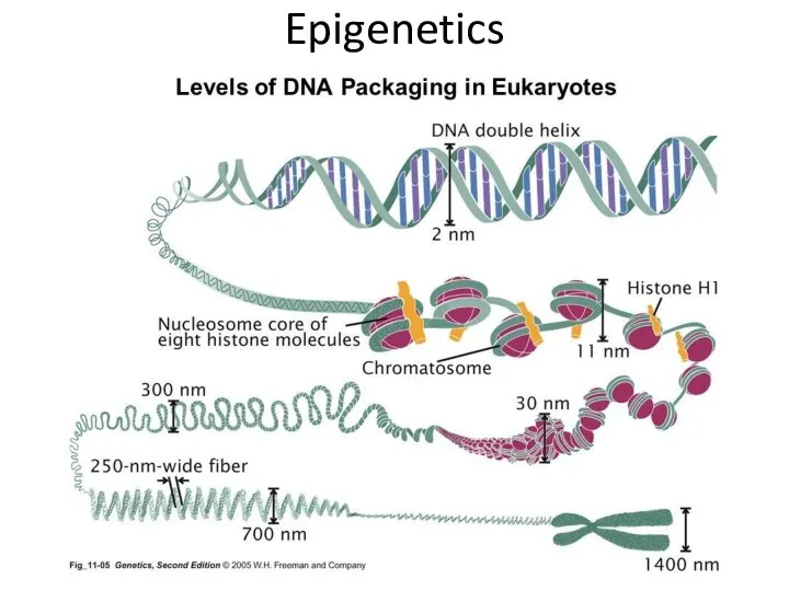 Epigenetics