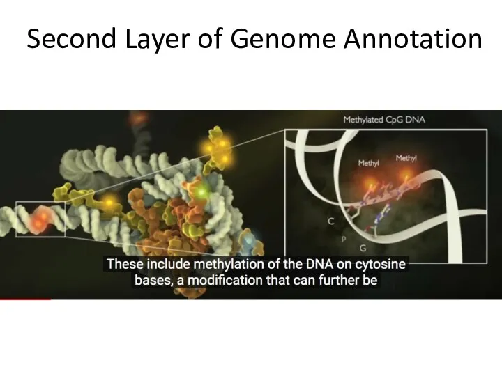 Second Layer of Genome Annotation
