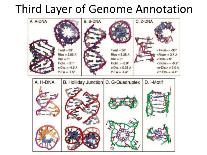 Third Layer of Genome Annotation