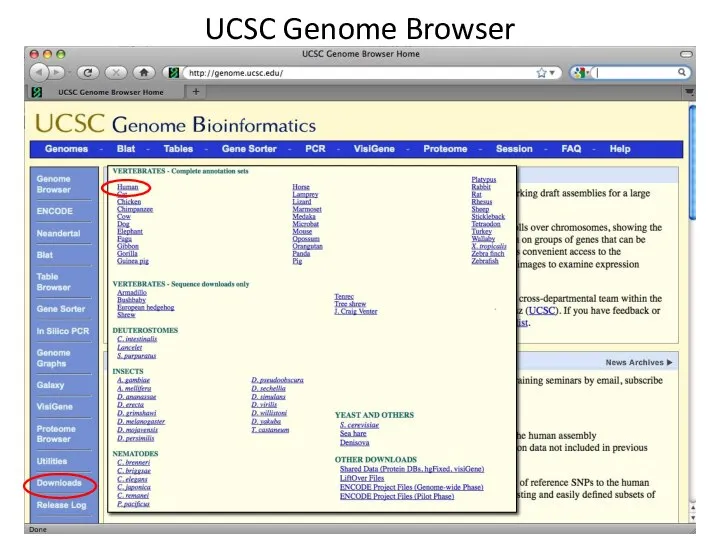 UCSC Genome Browser