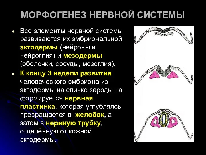 МОРФОГЕНЕЗ НЕРВНОЙ СИСТЕМЫ Все элементы нервной системы развиваются их эмбриональной эктодермы