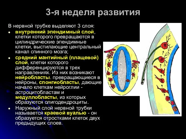 В нервной трубке выделяют 3 слоя: внутренний эпендимный слой, клетки которого