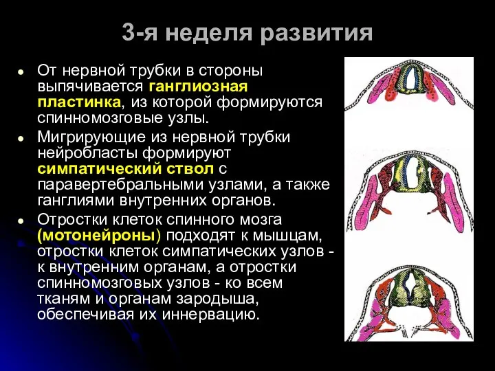 От нервной трубки в стороны выпячивается ганглиозная пластинка, из которой формируются