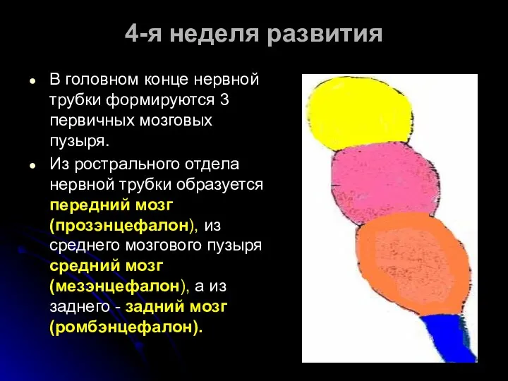 В головном конце нервной трубки формируются 3 первичных мозговых пузыря. Из