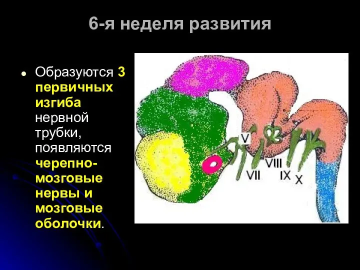 6-я неделя развития Образуются 3 первичных изгиба нервной трубки, появляются черепно-мозговые нервы и мозговые оболочки.