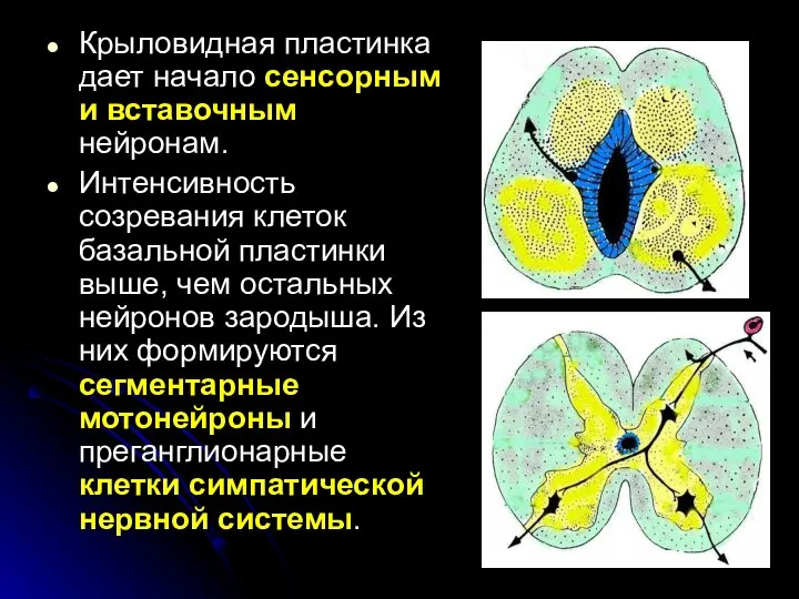 Крыловидная пластинка дает начало сенсорным и вставочным нейронам. Интенсивность созревания клеток