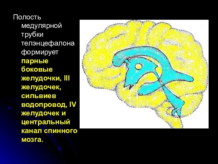 Полость медулярной трубки телэнцефалона формирует парные боковые желудочки, III желудочек, сильвиев