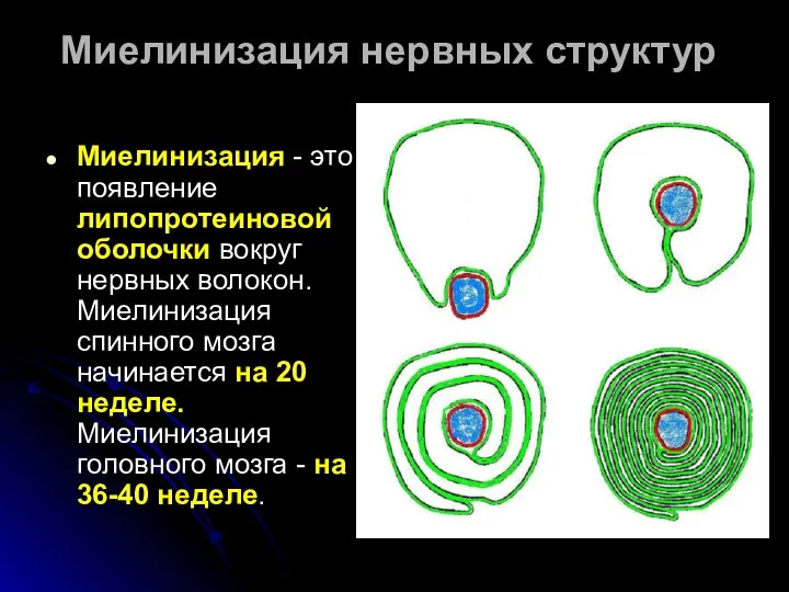 Миелинизация нервных структур Миелинизация - это появление липопротеиновой оболочки вокруг нервных