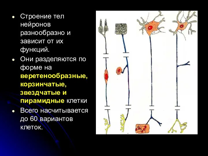 Строение тел нейронов разнообразно и зависит от их функций. Они разделяются