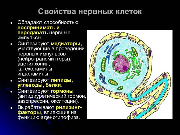 Свойства нервных клеток Обладают способностью воспринимать и передавать нервные импульсы. Синтезируют