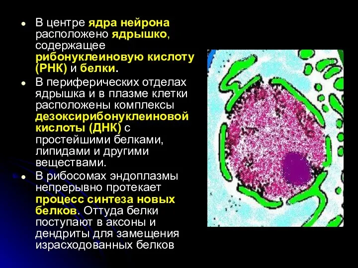 В центре ядра нейрона расположено ядрышко, содержащее рибонуклеиновую кислоту (РНК) и