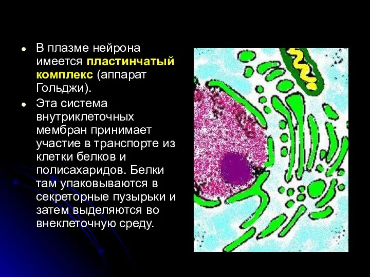 В плазме нейрона имеется пластинчатый комплекс (аппарат Гольджи). Эта система внутриклеточных