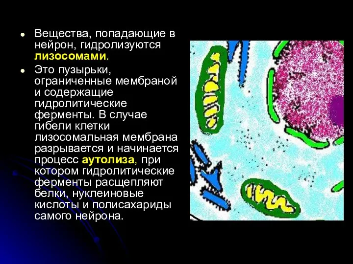 Вещества, попадающие в нейрон, гидролизуются лизосомами. Это пузырьки, ограниченные мембраной и