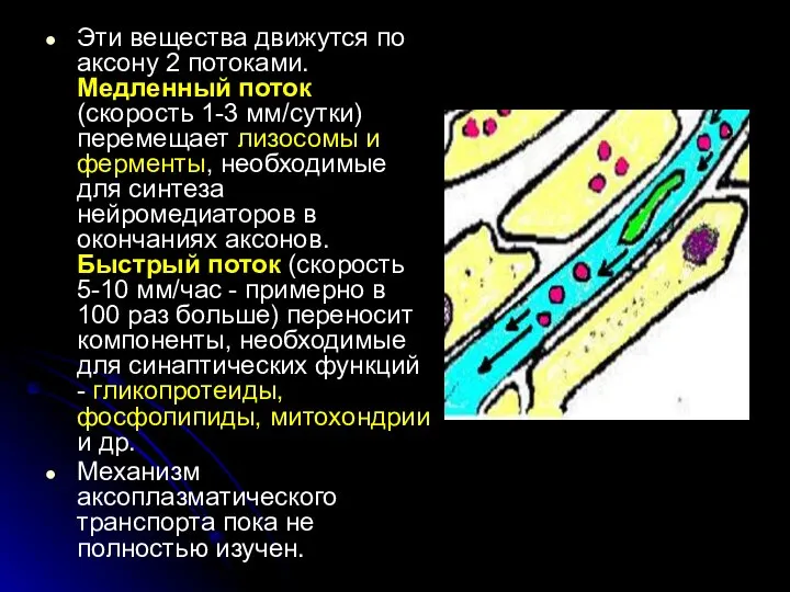 Эти вещества движутся по аксону 2 потоками. Медленный поток (скорость 1-3