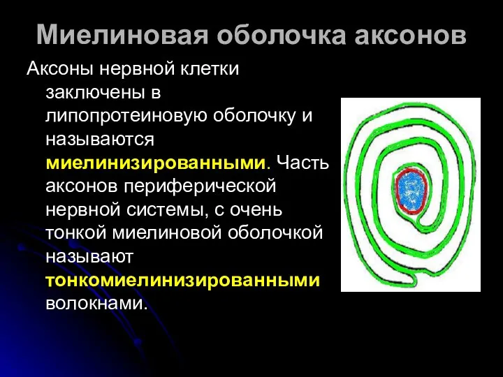 Аксоны нервной клетки заключены в липопротеиновую оболочку и называются миелинизированными. Часть