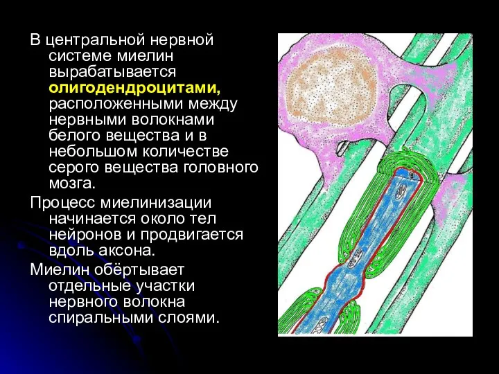 В центральной нервной системе миелин вырабатывается олигодендроцитами, расположенными между нервными волокнами