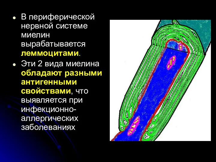 В периферической нервной системе миелин вырабатывается леммоцитами. Эти 2 вида миелина