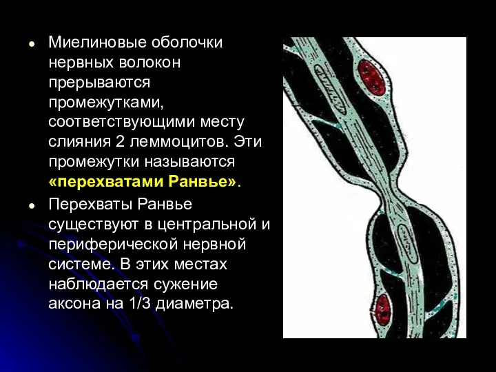 Миелиновые оболочки нервных волокон прерываются промежутками, соответствующими месту слияния 2 леммоцитов.