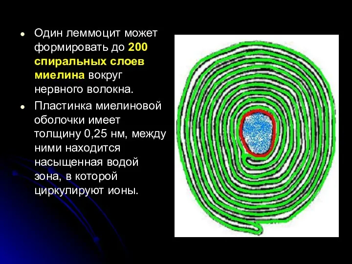 Один леммоцит может формировать до 200 спиральных слоев миелина вокруг нервного