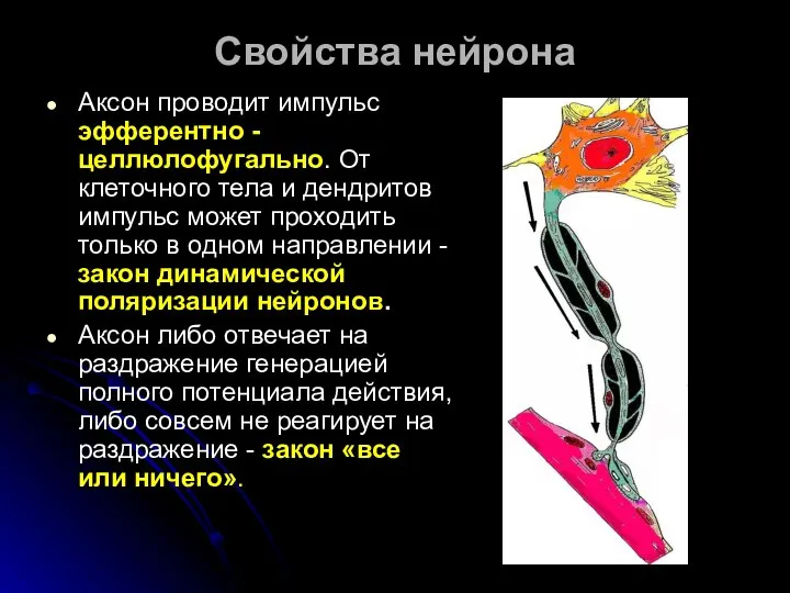 Свойства нейрона Аксон проводит импульс эфферентно - целлюлофугально. От клеточного тела