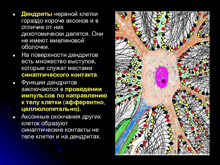 Дендриты нервной клетки гораздо короче аксонов и в отличие от них