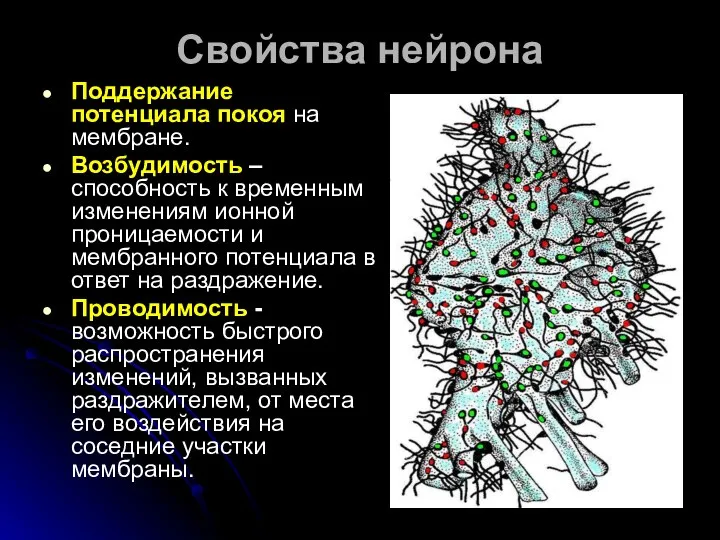 Свойства нейрона Поддержание потенциала покоя на мембране. Возбудимость – способность к