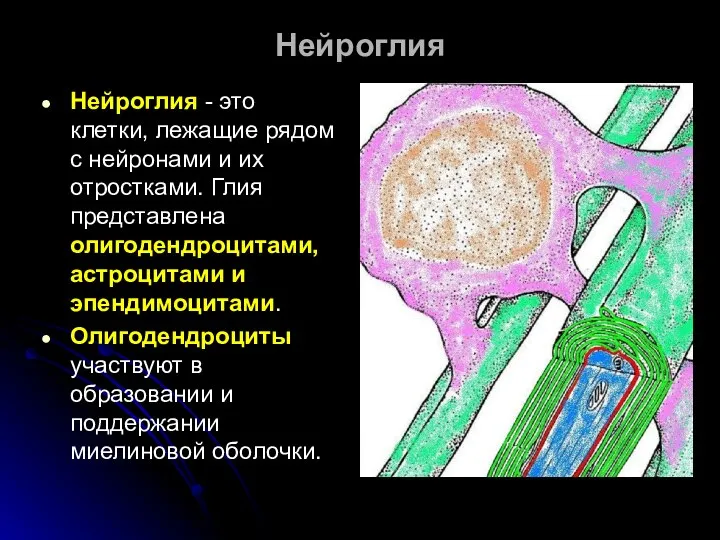 Нейроглия - это клетки, лежащие рядом с нейронами и их отростками.