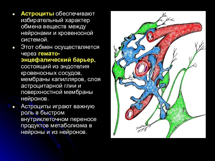 Астроциты обеспечивают избирательный характер обмена веществ между нейронами и кровеносной системой.