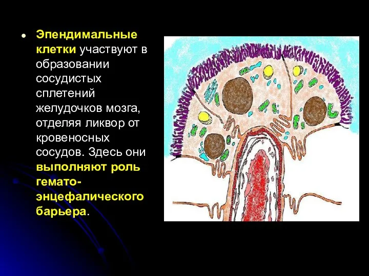 Эпендимальные клетки участвуют в образовании сосудистых сплетений желудочков мозга, отделяя ликвор