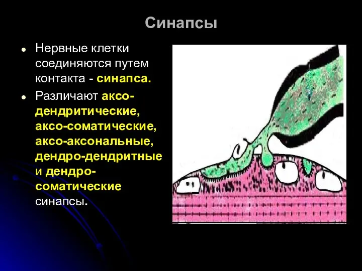 Синапсы Нервные клетки соединяются путем контакта - синапса. Различают аксо-дендритические, аксо-соматические, аксо-аксональные, дендро-дендритные и дендро-соматические синапсы.