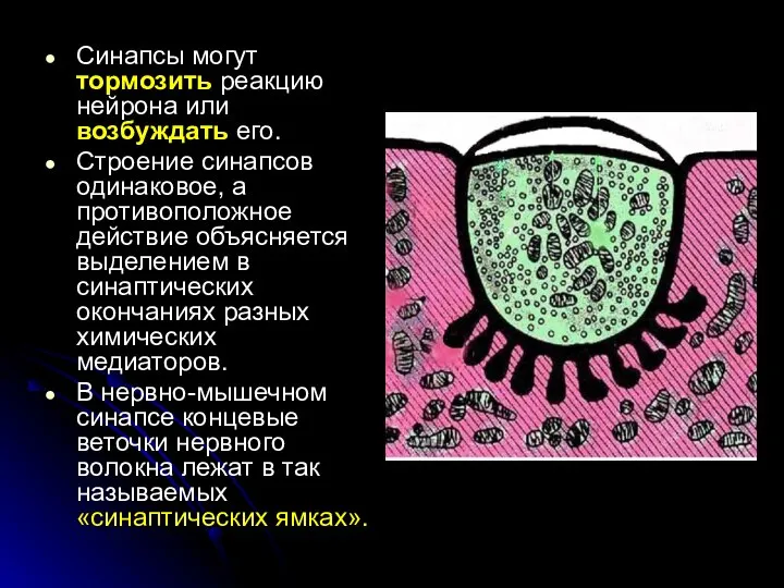 Синапсы могут тормозить реакцию нейрона или возбуждать его. Строение синапсов одинаковое,