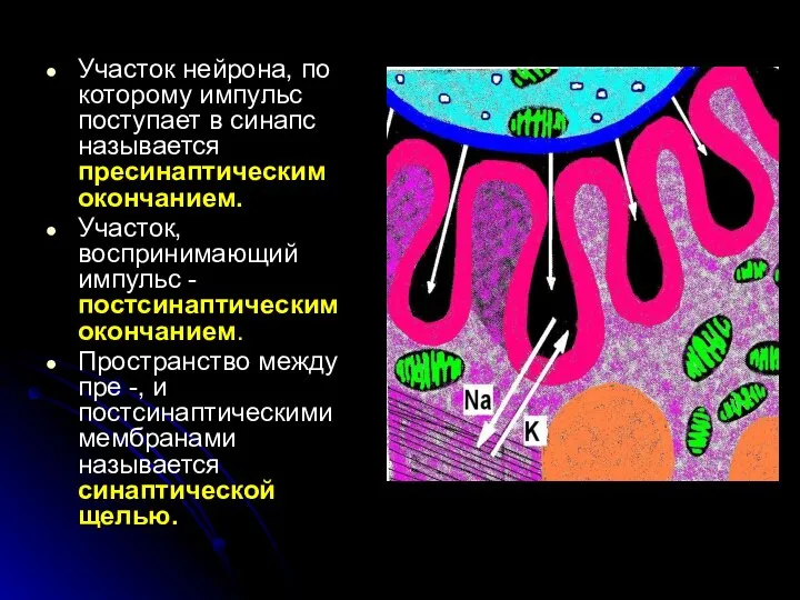 Участок нейрона, по которому импульс поступает в синапс называется пресинаптическим окончанием.