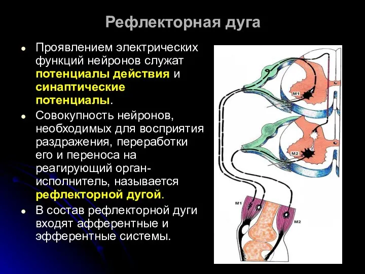 Рефлекторная дуга Проявлением электрических функций нейронов служат потенциалы действия и синаптические