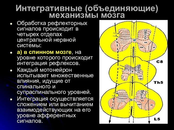 Интегративные (объединяющие) механизмы мозга Обработка рефлекторных сигналов происходит в четырех отделах