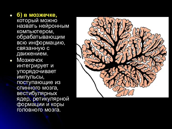 б) в мозжечке, который можно назвать нейронным компьютером, обрабатывающим всю информацию,